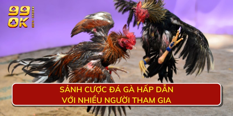 Sảnh cược đá gà hấp dẫn với nhiều người tham gia