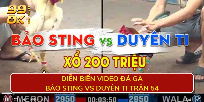 Diễn biến video đá gà Bảo Sting vs Duyên Ti trận 54