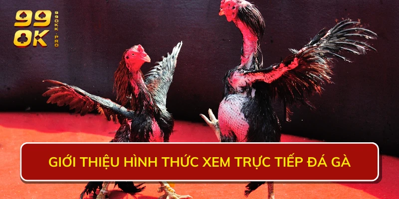 Giới thiệu về hình thức xem trực tiếp đá gà