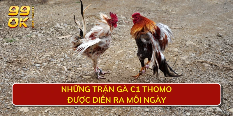 Những trận gà C1 thomo được diễn ra mỗi ngày