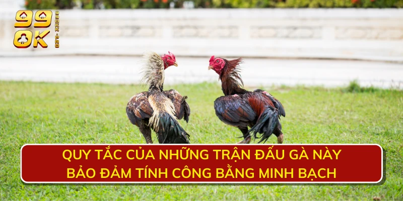 Quy tắc của những trận đấu gà này bảo đảm tính công bằng minh bạch