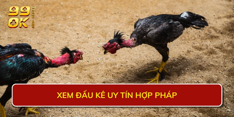 Ưu điểm nên xem đấu kê uy tín hợp pháp